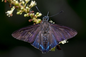 SFL_KeyBiscayne CrandonPk 2017_05_06 - Skipper, Mangrove (1)-websized