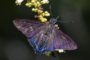Mangrove Skipper *