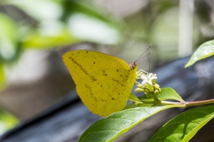 SFL_KeyLargoHammock SP 2017_05_07 - Sulphur, Large Orange (1)-Fullsized-w