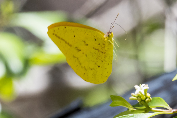 SFL_KeyLargoHammock SP 2017_05_07 - Sulphur, Large Orange (2)