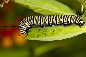 SFL_Miami-Hstead 2017_05_06 - Cat, Monarch, Milkweed