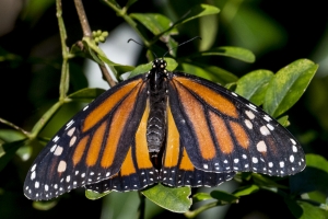 SFL_Miami-Hstead 2017_05_06 - Monarch