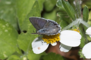 SFL_Miami-Hstead 2017_05_06 - Scrub-Hairstreak, Mallow (1)-webpage