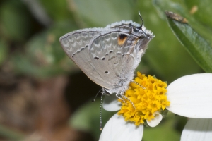 SFL_Miami-Hstead 2017_05_06 - Scrub-Hairstreak, Mallow (2)