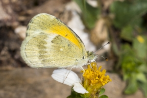 SFL_Miami-Hstead 2017_05_06 - Sulphur, Dainty