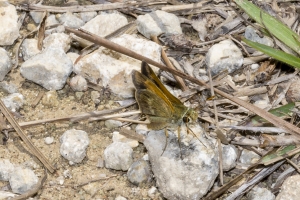 SFL_Miami-Hstead-NavyWells 2017_05_06-8 - Skipper, Three-spotted (antennae length) (1)