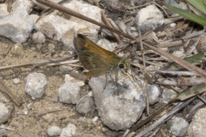 SFL_Miami-Hstead-NavyWells 2017_05_06-8 - Skipper, Three-spotted (antennae length) (2)