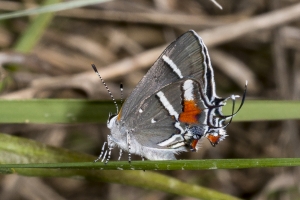 SFL_Miami-Hstead NavyWells 2017_05_06 - Scrub-Hairstreak, Bartrams (1)