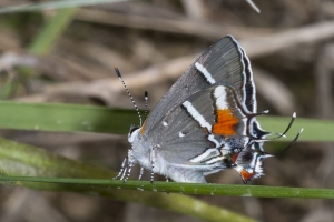 SFL_Miami-Hstead NavyWells 2017_05_06 - Scrub-Hairstreak, Bartrams (2)