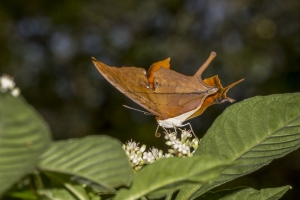 SFL_TreeTopsPark 2017_05_05 - Daggerwing, Ruddy