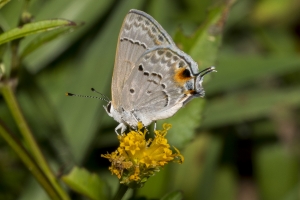 SFL_TreeTopsPark 2017_05_05 - Scrub-Hairstreak, Mallow (3)-Fullsized-webpage