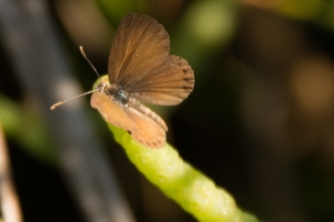 SGI-ScoutCamp_2014_10_02 - Blue, Eastern Pigmy-Blue (1)