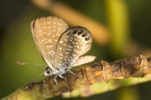 Pigmy Blues*