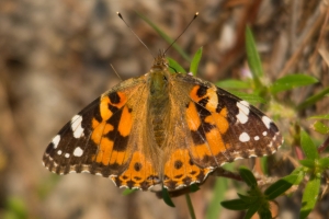 SGI-ScoutCamp_2014_10_02 - Ladies, Painted Lady (2)