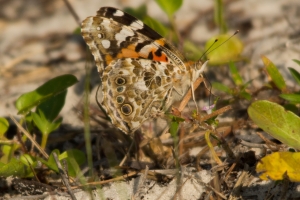 SGI-ScoutCamp_2014_10_02 - Ladies, Painted Lady (4)