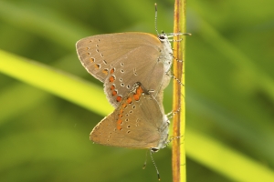 Shadewell Rd-MtZionRd-Powerline area_2014-05-31 - Hairstreak, Corel (2)-websized