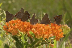 Shadewell Rd-MtZionRd-Powerline area_2014-05-31 - Hairstreak, Corel (4)-websized