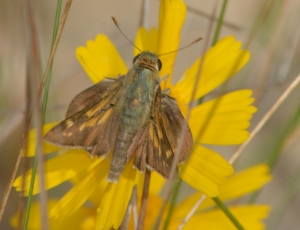 Skipper, Dotted - NABA Bear Creek 2013-10-06_38 (2)