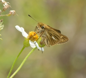 Skipper, Salt Marsh - St Marks 2013-10-17_302