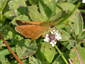 Skipper, Southern Broken-Dash - Dauphin Island 2013-10-12 (2)