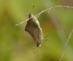 Skipper Swarthy - NABA Bear Creek 2013-10-06_5_2