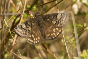 Sleepy Duskywing -MunsonHills_2014-03-25 (2)-websized