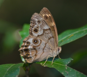 Southern Pearly-Eye - EKP 2013-10-11