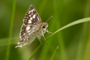 SouthWood_2014-07-03 - Chequered Skipper, Common (1)