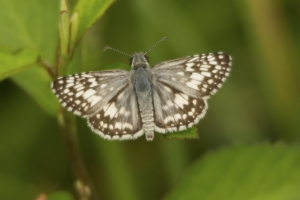 SouthWood_2014-07-03 - Chequered Skipper, Common (2)