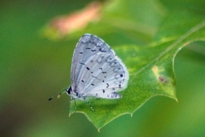 Spring Azure -BirdSong- 2009-06-05a