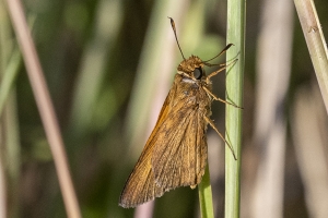 St Marks NWR_2019_10_02 - Skipper, Palatka (1)