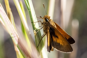 St Marks NWR_2019_10_02 - Skipper, Palatka (2)