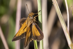 St Marks NWR_2019_10_02 - Skipper, Palatka (3a)
