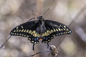 ST Marks NWR_2020_02_19 - Swallowtail, Black (M)