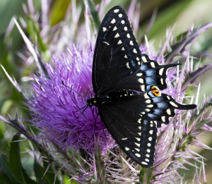 St Marks NWR_2020_03_04 - Swallowtail, Black