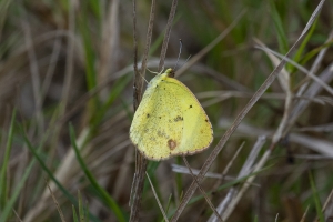St Marks NWR_2020_03_18 - Yellow, Little (2)