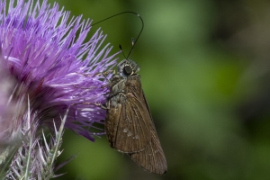 St Marks NWR_2020_04_01 - Skipper, Brazilian (1)-websized