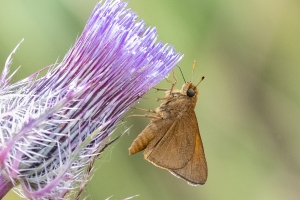 St Marks NWR_2020_04_11 - Lep, Skipper, Palatka (14)-FS