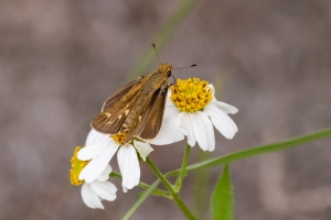 St Marks NWR_2020_04_11 - Lep, Skipper, Salt Marsh (7)-FS