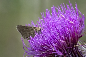 St Marks NWR_2020_04_11 - Lep, Skipper, Swarthy (1)-FS