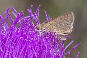 St Marks NWR_2020_04_11 - Lep, Skipper, Swarthy (17)-FS