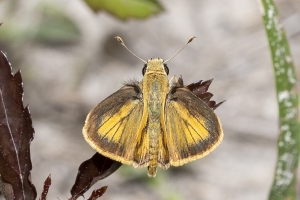 Skipper, Whirlabout (M) 