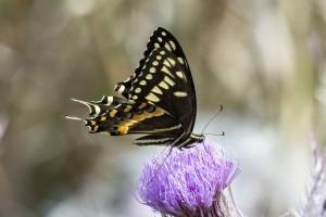 St Marks NWR_2020_04_11 - Lep, Swallowtail, Palamedes (8)-FS