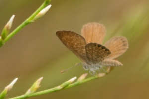 StGeorge_2014_10_01 - Blue, Eastern Pigmy (21)