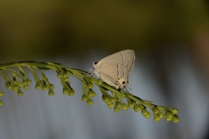 StGeorge_2014_10_01 - Hairstreak, Gray, very yellow-organge-webpage