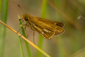 StGeorge_2014_10_01 - Skipper, Salt Marsh (1)