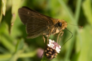 StMarks_2014-08-28 - Skipper, Ocola (1)