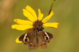 StMarks_2014-10-15 - Buckeye (1)