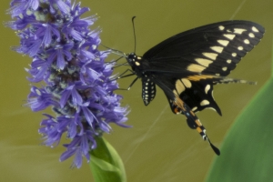 Swallowtail, Black - Oakland NP,FL 2013-06-16 (2)