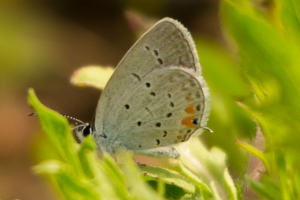 TallTimbers_2014-04-08 - Tailed-Blue, Eastern, Everes comyntas (2)